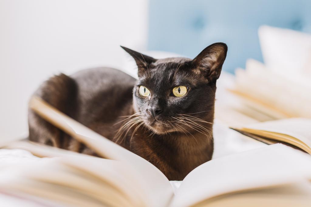marketer_sohan's tweet photo. #Cat #cats #catlovers #catlife #catoftheday
#catloversclub #catlove #catphot #catmemes 
#catscatscats https://t.co/Go9CCZEZA8