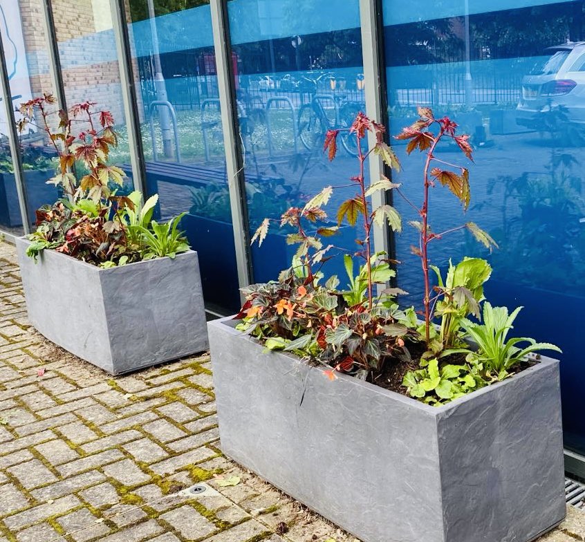 The planters at Westcombe Park are an array of colour today ! Thank you to a dedicated parent for all your amazingly  hard work this morning, planting and coordinating the collection . A fantastic job. 
#proudtobeJohnRoan <a href="/TheJohnRoan/">The John Roan School</a>