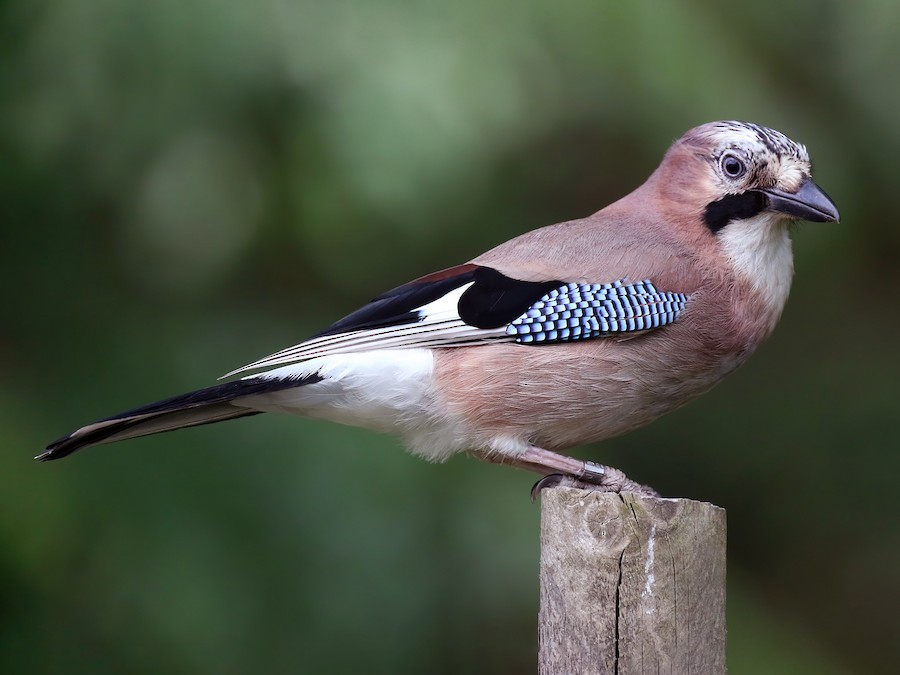 This is nuts!   Scientists discover 🐦#Eurasianjays have episodic memory, allowing them to 'mentally travel through time' to recall past events. What other animal secrets are out there? #Science #AnimalBehavior #MindBlown #safecastle #birds
buy from : safecastle.com