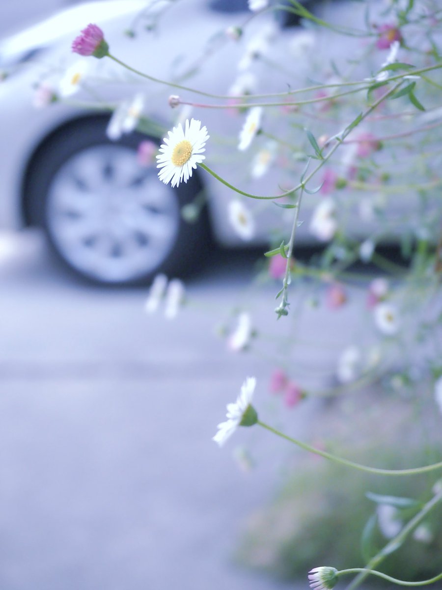 源平小菊