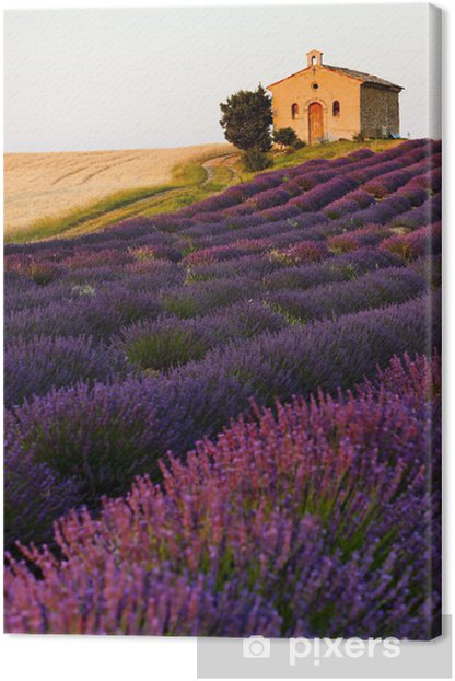 Lavender Painting 💜💜💜 Tuscany 🇮🇹