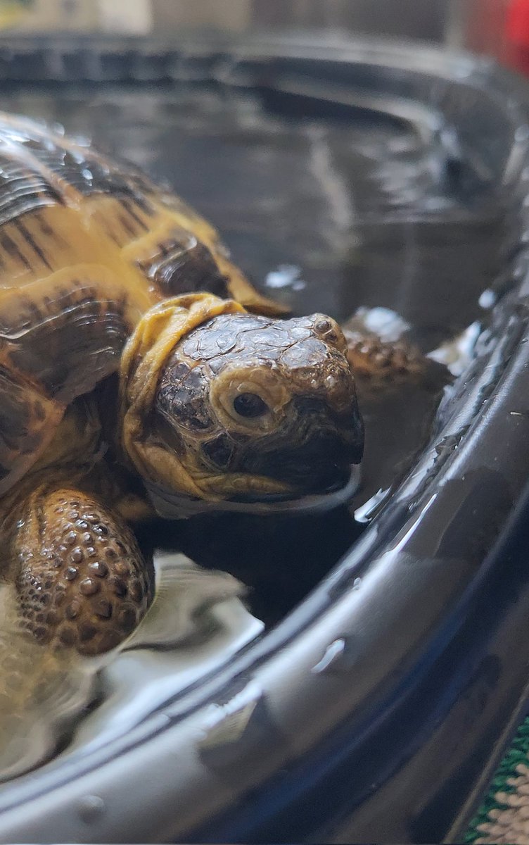 Friday Bath 🛁 #turtlepower