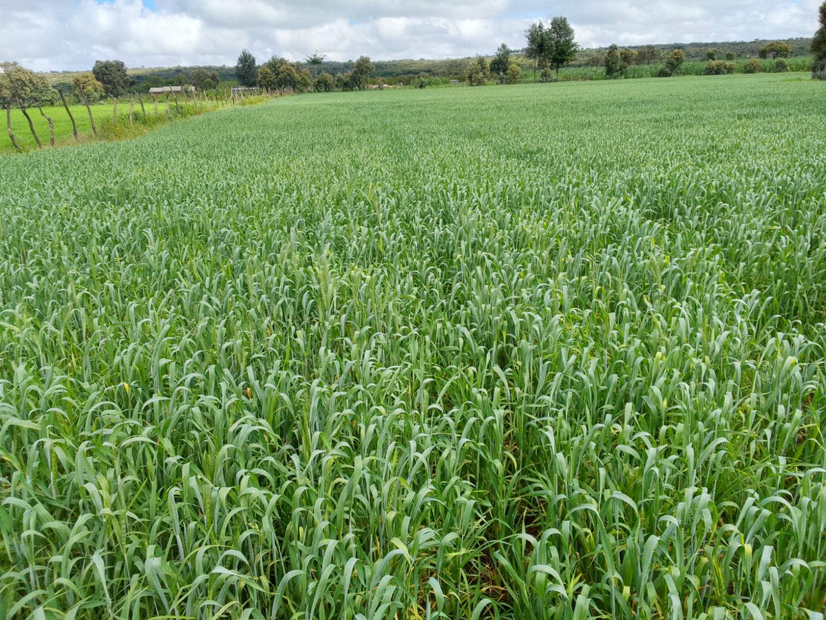 nmereng's tweet image. Impala picking up!