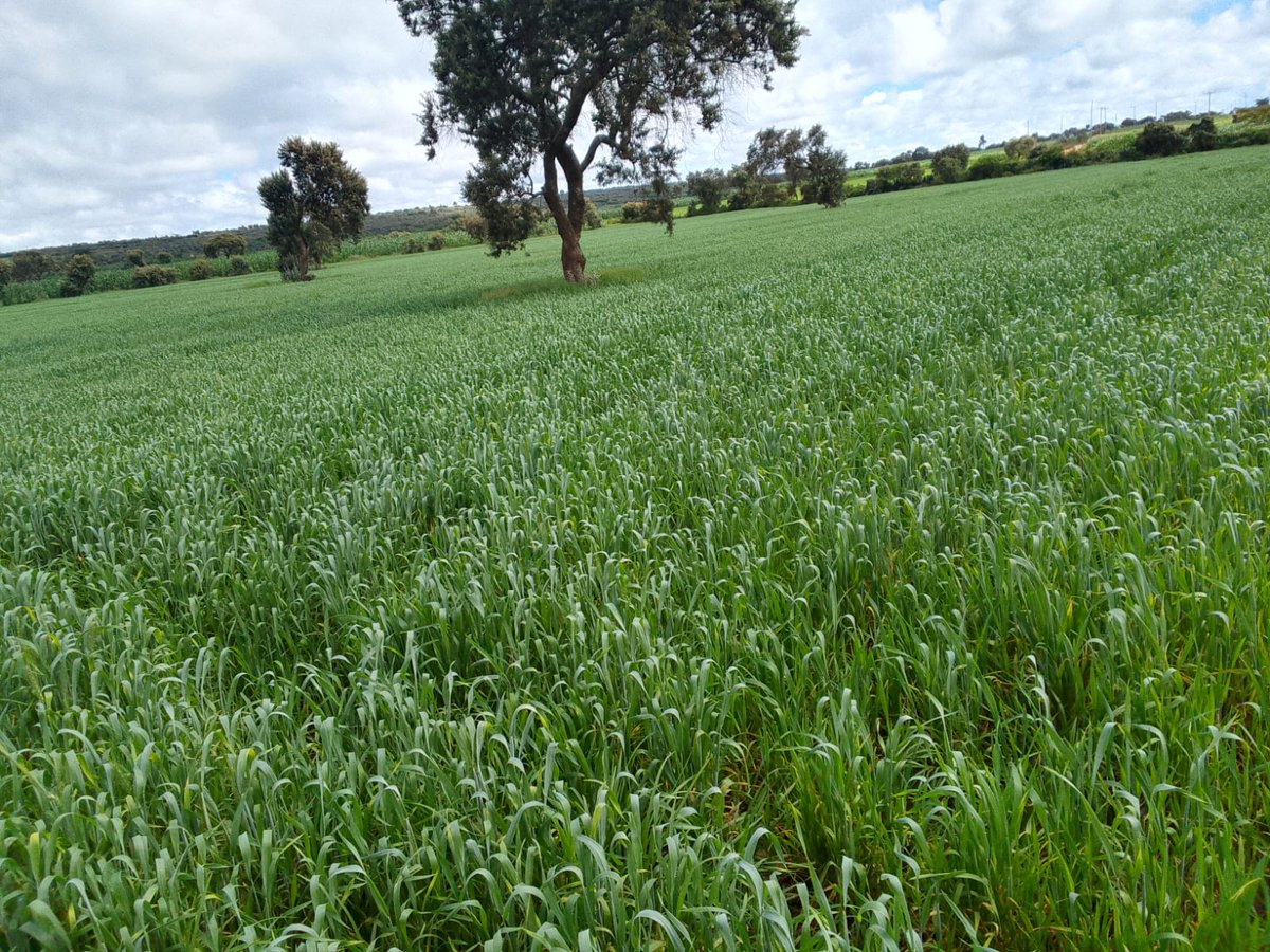 nmereng's tweet image. Impala picking up!