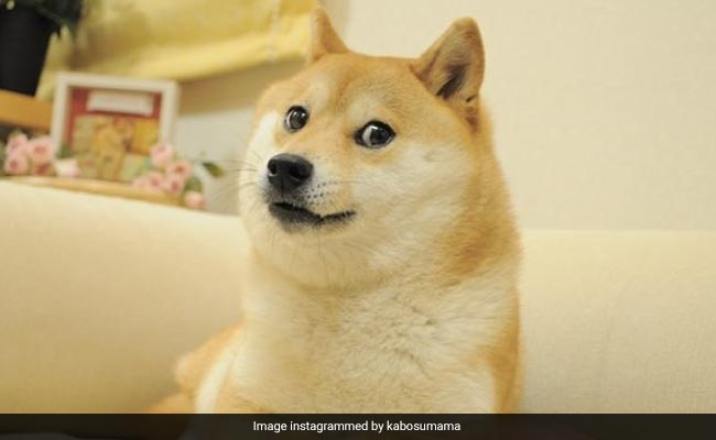 May $KABOSU forever live on the Solana blockchain

CA: FJup6BbEBoCeFJZtqW4qcaqABLco5SkV8683do38P9tu

TG: t.me/KabosuCTO_SOL

Web: kabosu.love

Chart: dexscreener.com/solana/5s6oaez…