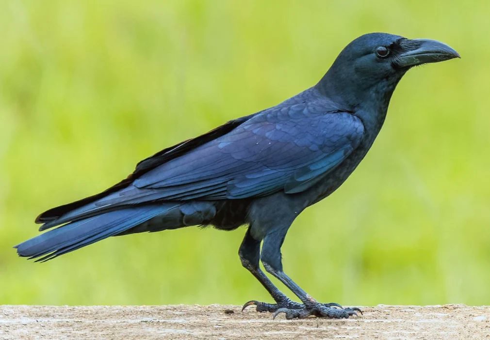 Crows can plan their calls in advance! A new study shows they can form abstract concepts & combine vocal control with numerical competence. #crows #birds #science #animalcognition 🐦🧠🧮
buy freeze dried food: safecastle.com