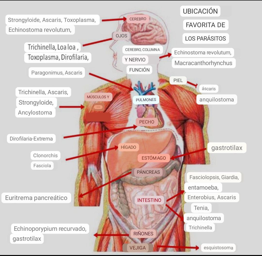 elzorrotacneno's tweet photo. ¿Cáncer? No existe.
Observe el mapa con cuidado y note que cada órgano "produce" un parásito especial.
Dichos parásitos forman los tumores, a los tumores "la ciencia" les llaman "cáncer". https://t.co/cySJ1g8sfb