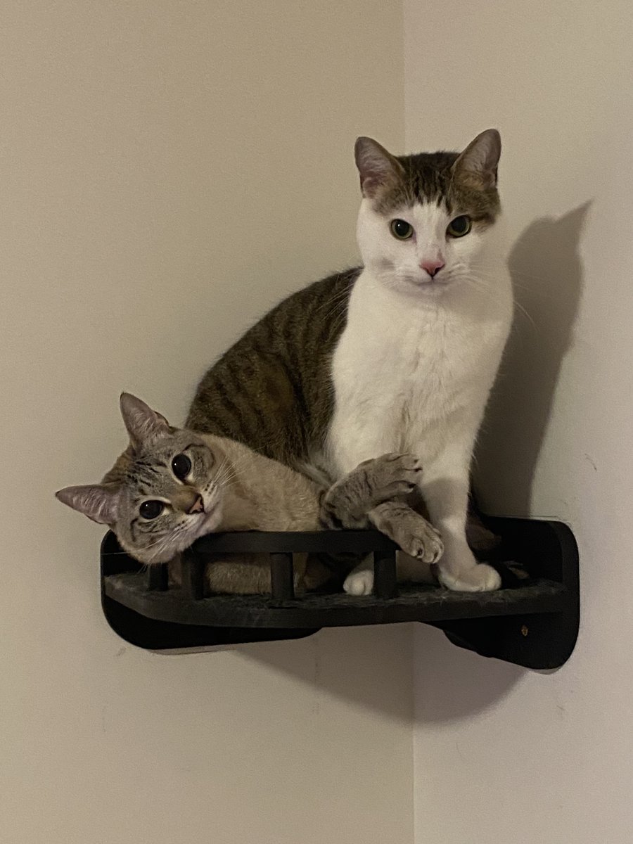 liao_cal's tweet photo. Here are pics of my two favourite mammals for those who read all the way through (Plink on the left, Chromosome on the right) 🐈 (13/13) https://t.co/QO4dJt79QQ