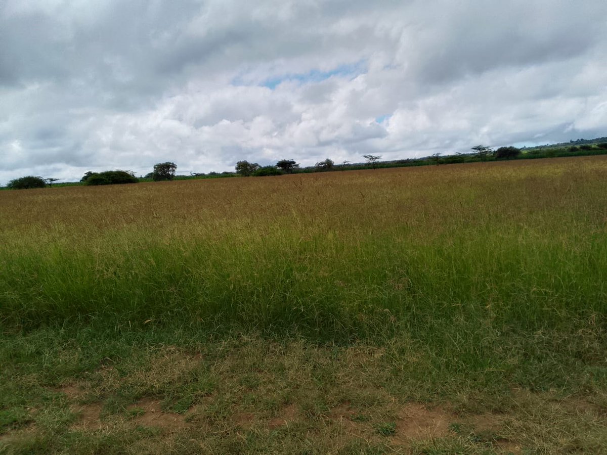 nmereng's tweet image. Rhodes