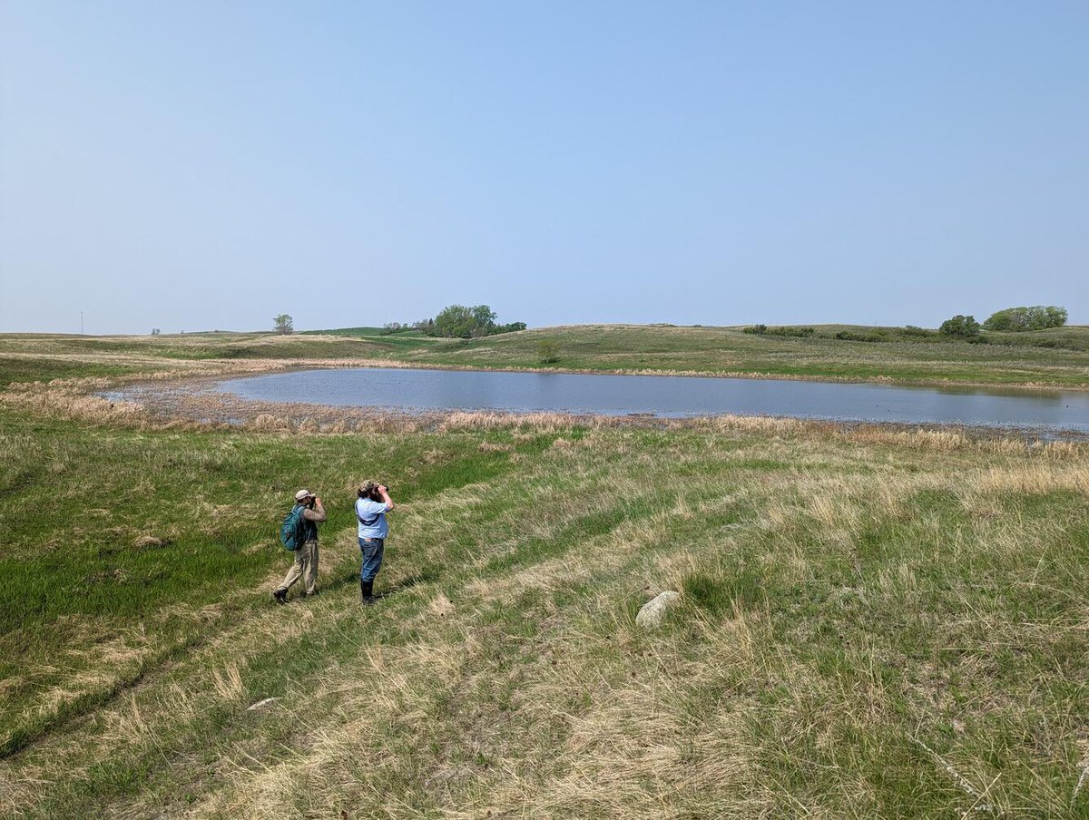 #DYK the Prairie Pothole Region supports 50-80% of America's ducks? These glacial #wetlands provide critical breeding habitat, but losses have halved wetland-dependent species. USGS partners with @USFWS to study climate & land use impacts on these wetlands. #WetlandsMonth