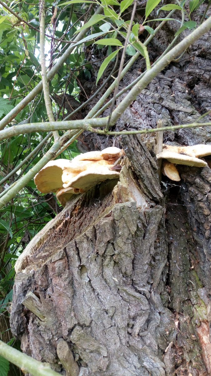 Some rainy days. Maybe some fresh mushrooms next #FungiFriday. #Pilze #Mushroom #Fungi