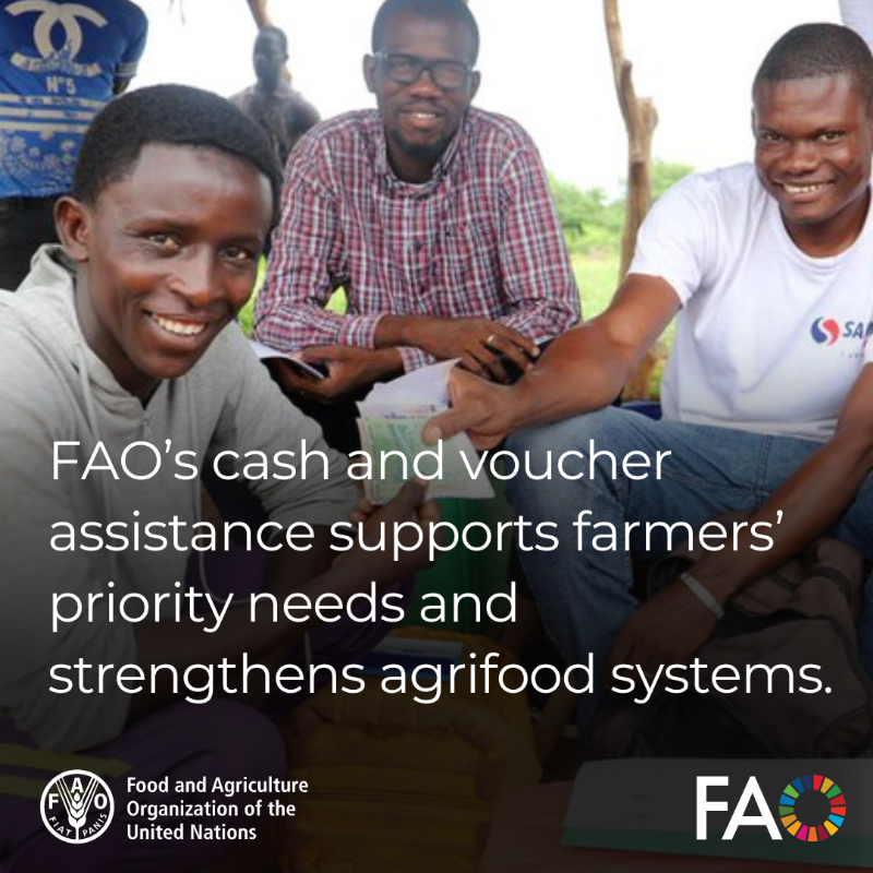 .@FAO’s cash and voucher assistance (CVA) empowers vulnerable households to: 🔸Address food, nutrition, and basic needs 🔸Protect their assets from shocks 🔸Promote investment in their livelihoods More on FAO's work and CVA 👉 bit.ly/3UPlHnU #CashAssistance