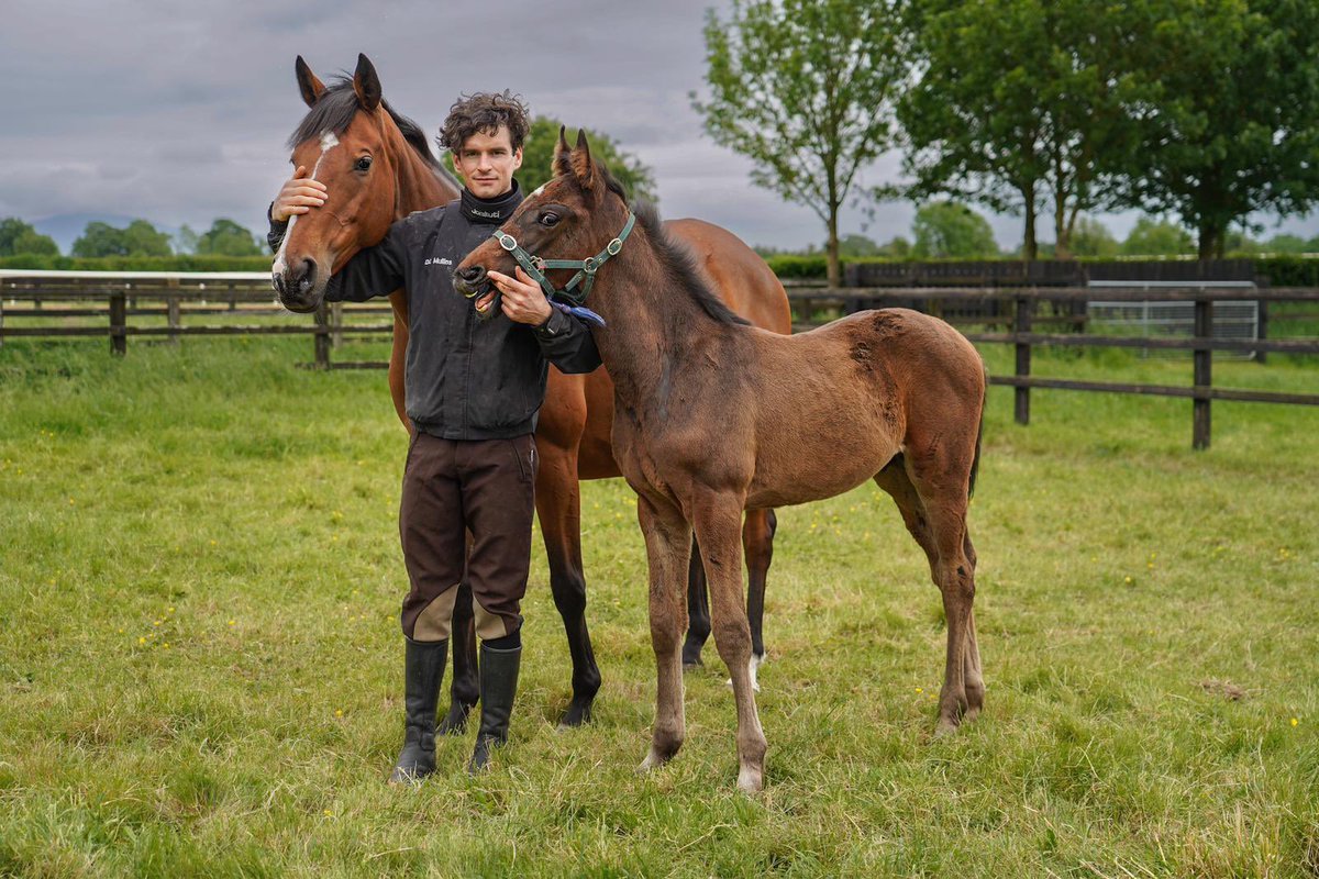 Delighted to have our 2nd mare scanned in foal to Authorized 🐎 @Capital_Stud . Martello Park - Yeats Colt at foot. #horsestagram #foal #equine 📸 @visuals_by_klaudia
