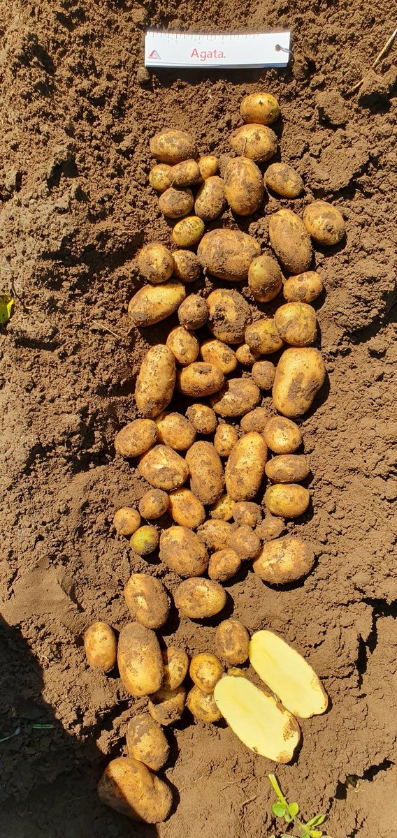 Olaf van Campen tweet media