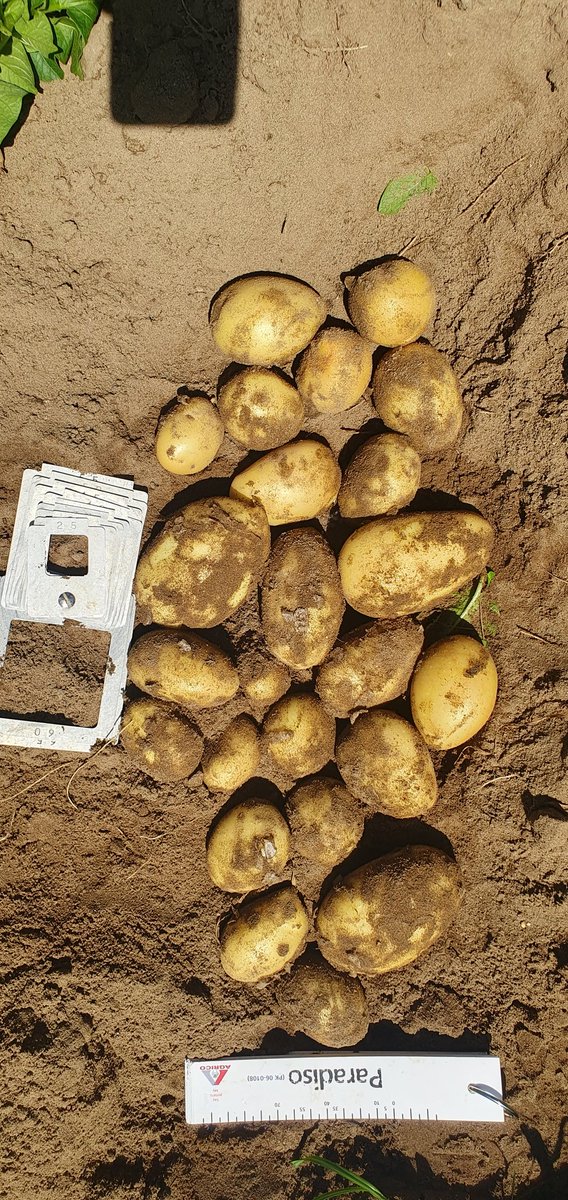 Olaf van Campen tweet media