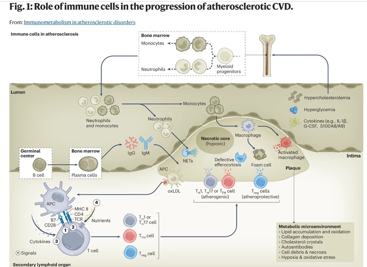 A fantastic Review article @NatureCVR on Immunometabolism in atherosclerotic disorders by @AJMurph5 @AndrewDrMac @DrJNoonan from
@BakerResearchAu and @NicoleLaGruta1 @MonashBDI and @KalliesLab @TheDohertyInst

rdcu.be/dITN3 

#atherosclerosis