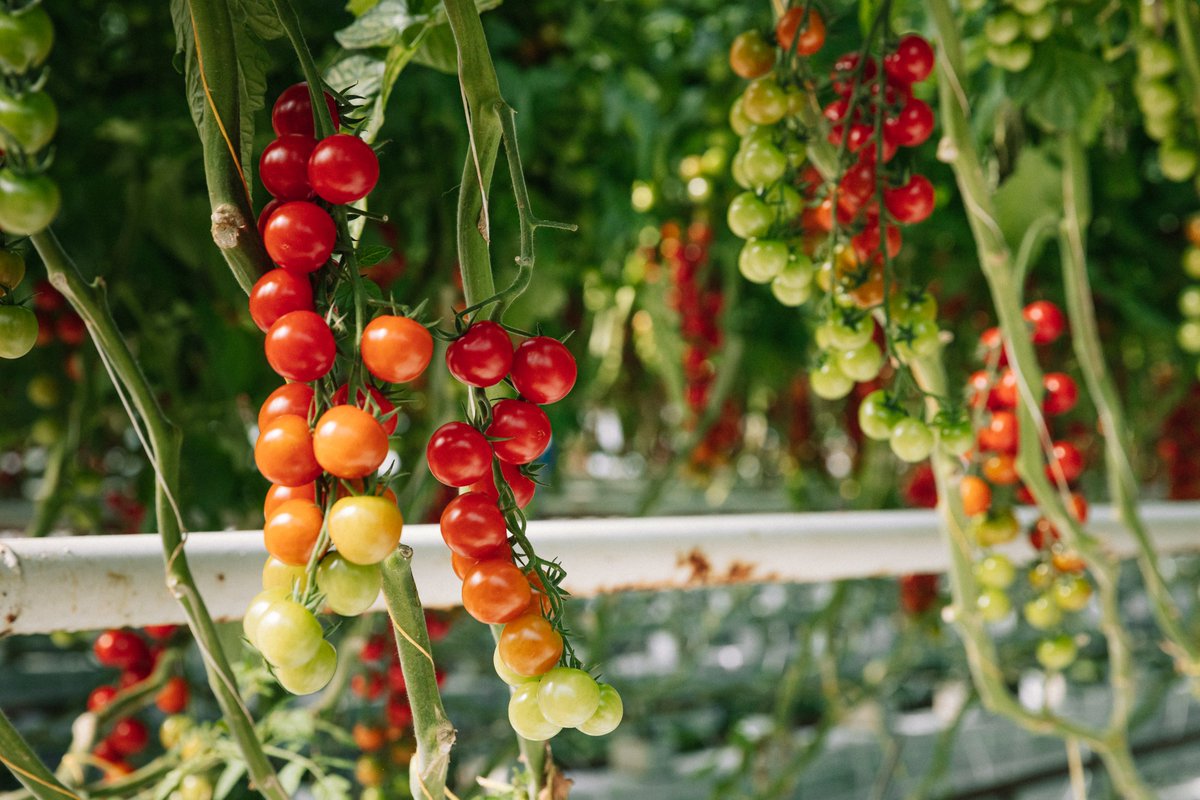Today marks the start of #BritishTomatoFortnight (our favourite time of the year). Remember to get involved with our #TastyToms competition over on our Insta for your chance to win a red Le Creuset dish and a delivery of British toms. Find out more: britishtomatoes.co.uk