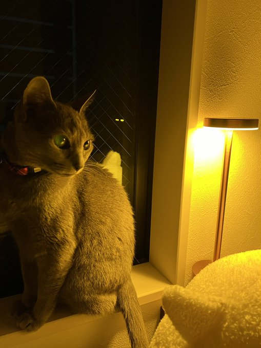 おやすみ✨️ https://t.co/VMxr2Fhvqu