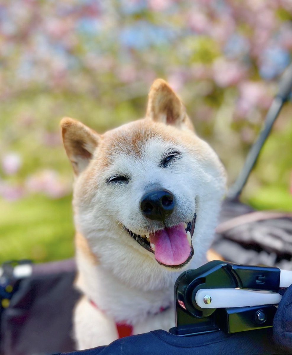 Kabosu, the ‘Doge’ meme dog, has passed away

She was 18 years old