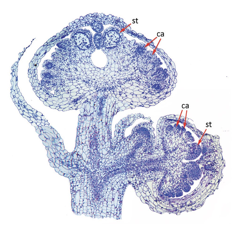 Paula J Rudall <a href="/kewgardens/">KewGardens</a> shares her favourite flowering image - doi.org/10.1093/jxb/er…. This longitudinal section shows how the Lacandonia flower breaks a fundamental rule of spatial arrangement - the flowers are ‘inside-out’, with the carpels surrounding the stamens.🌼