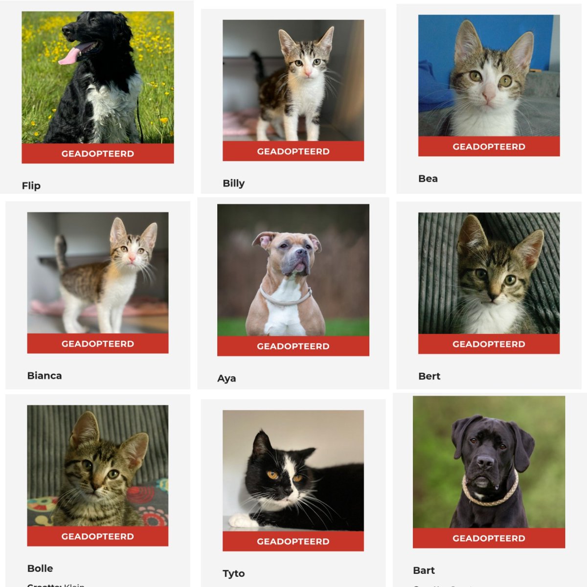 Geplaatst!🐾🐈🐕 Alweer een nieuwe update!🥳 De afgelopen dagen hebben weer verschillende dieren hun #foreverhome gevonden. Flip, Billy, Bea, Bianca, Aya, Bert, Bolle, Tyto en Bart hebben het dierenasiel verlaten. Veel geluk bij jullie nieuwe mensen. 👋🐾