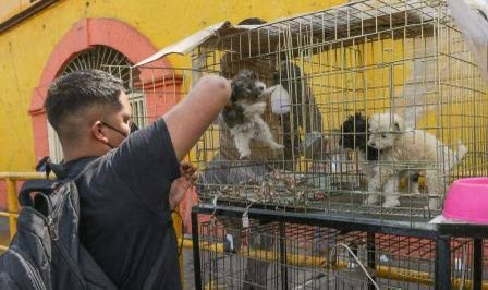 𝙍𝙪𝙩𝙝 𝘽𝙖𝙧𝙧𝙞𝙤𝙨 𝙁𝙪𝙚𝙣𝙩𝙚𝙨 (@rbarriosfuentes) on Twitter photo El Mercado de Sonora sigue siendo el INFIERNO para los animales.
Las especies que llegan ahí están condenadas al hacinamiento y a la crueldad, sin que alguna autoridad intervenga.
Ya se hicieron protestas, se interpuso un amparo, se hicieron diligencias y nada. 
¿Hasta cuándo? El Mercado de Sonora sigue siendo el INFIERNO para los animales.
Las especies que llegan ahí están condenadas al hacinamiento y a la crueldad, sin que alguna autoridad intervenga.
Ya se hicieron protestas, se interpuso un amparo, se hicieron diligencias y nada. 
¿Hasta cuándo?