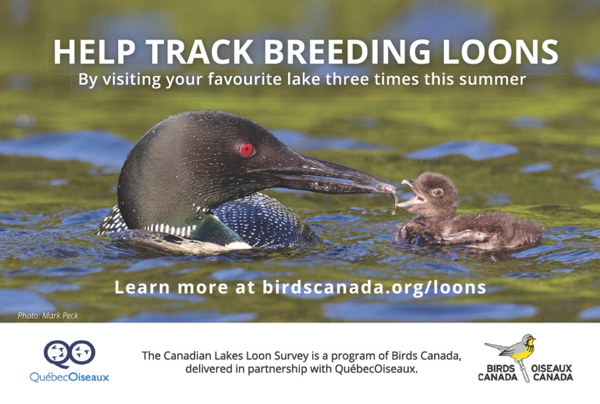 Many of Canada's lakes have never been surveyed for Common Loon breeding success. How are these lakes doing? Join the Canadian Lakes Loon Survey & collect information on your lake. Loon more at birdscanada.org/loons & see stewardship resources at birdscanada.mediavalet.com/portals/clls_i…