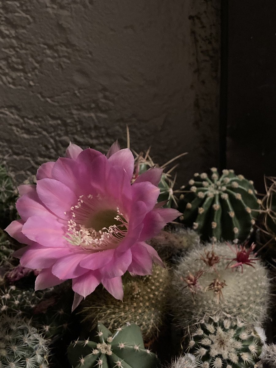 短毛丸開花🌸 完全にピンク一色😭 身体が小さいからか大輪とは言えず。 かわいいから良しとするか、、 #Echinopsis eyriesii
