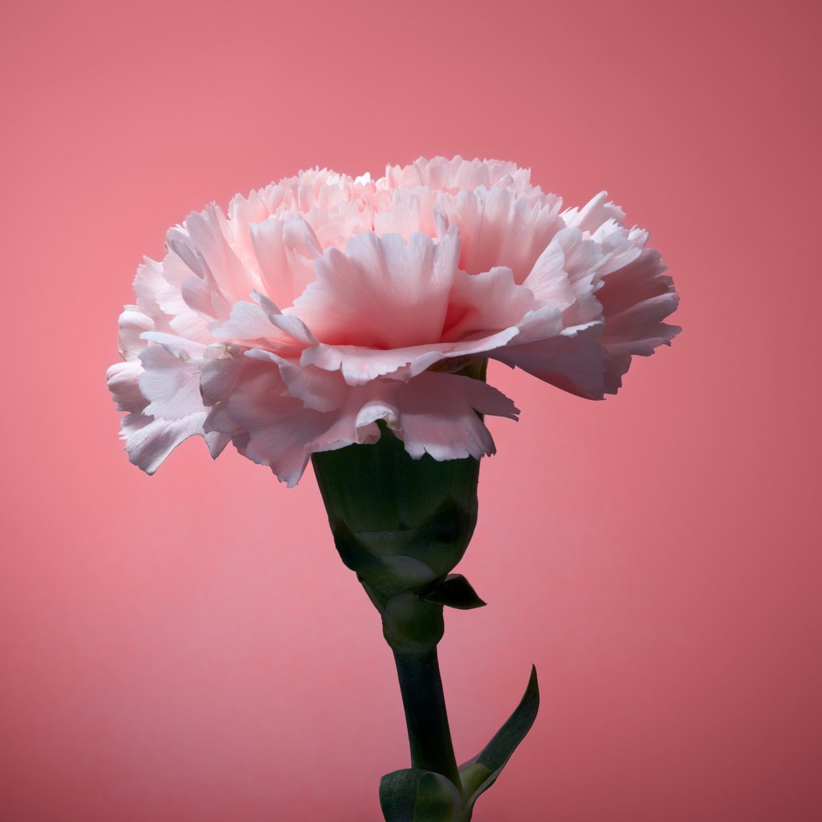 Flower photo of the day. Pink Carnation. #macro #flowers #bloemenfotografie #flowersandmacro #bloemen #blumen #fleurs #raw_flowers #snap_flowers