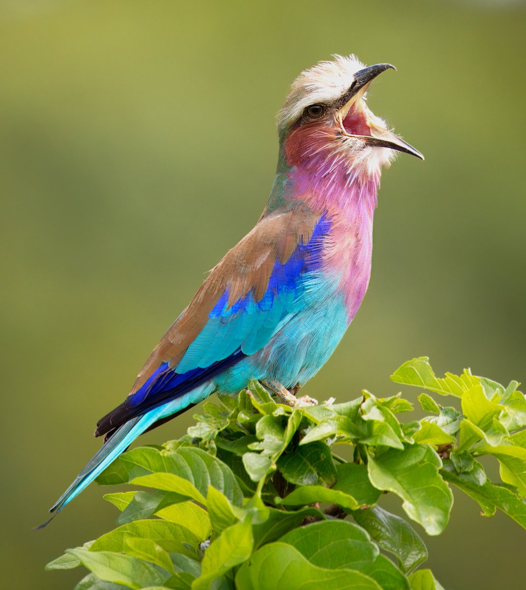 Lillac Breasted Roller #best_bird_shots #naturephotography #nuts_about_birds #birds_adored #allmightybirds #bird_perfection #birdwatchingphotography #birding #raw_birds #birdsonearth #bird_brilliance #nature_perfection #bird_watchers_daily #kenyabirds #birdextremefeatures