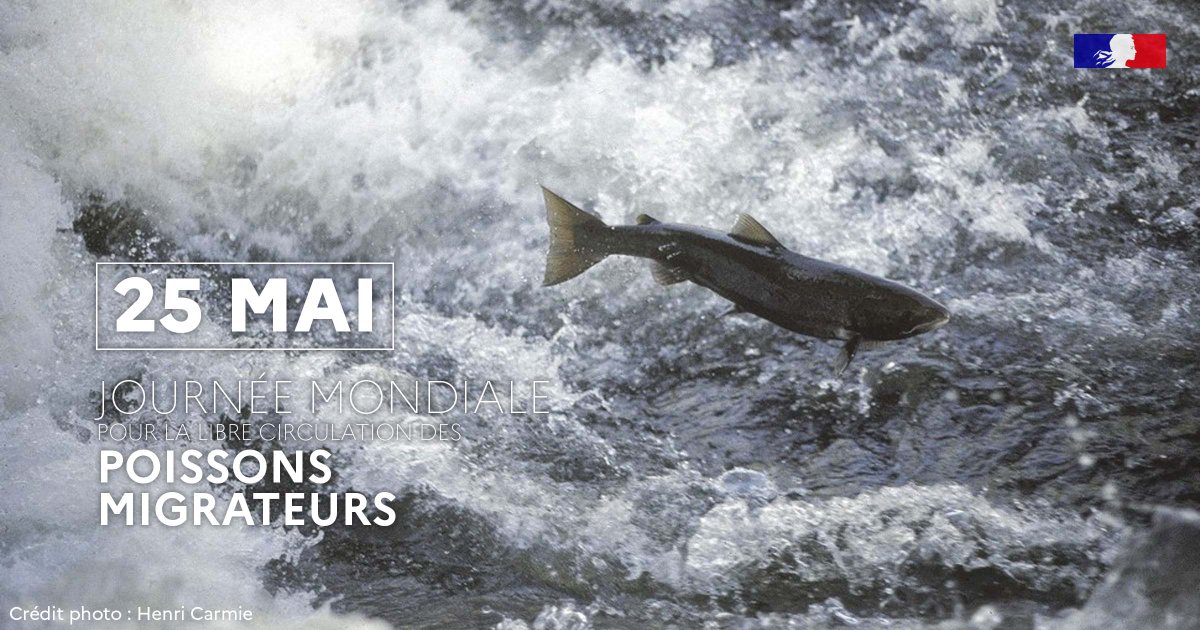 🐟 En cette journée mondiale pour la libre circulation des poissons migrateurs, on va vous parler d'un saumon particulier qui a parcouru plus de 2000 km Il a fourni des informations inédites sur la migration de son espèce 👉 + d'infos : ofb.gouv.fr/actualites/des… #MaBiodiversité