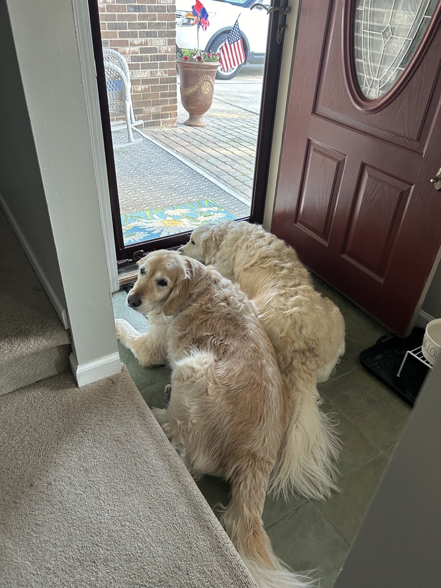 Combo neighborhood watch and, #FluffybuttFriday #GRC #goldenretrivers