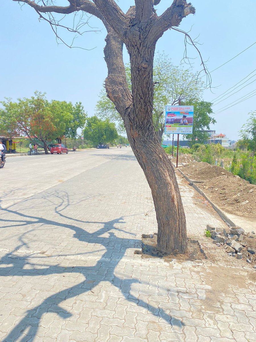 Nagpur Municipal Corporation officials woke up from deep slumber after @kunalmourya01 & team launched drive to remove concrete around trunks of trees. Garden Department wrote letter to engineers asking to avoid choking of trunks of trees during concretization & tarring. @ngpnmc