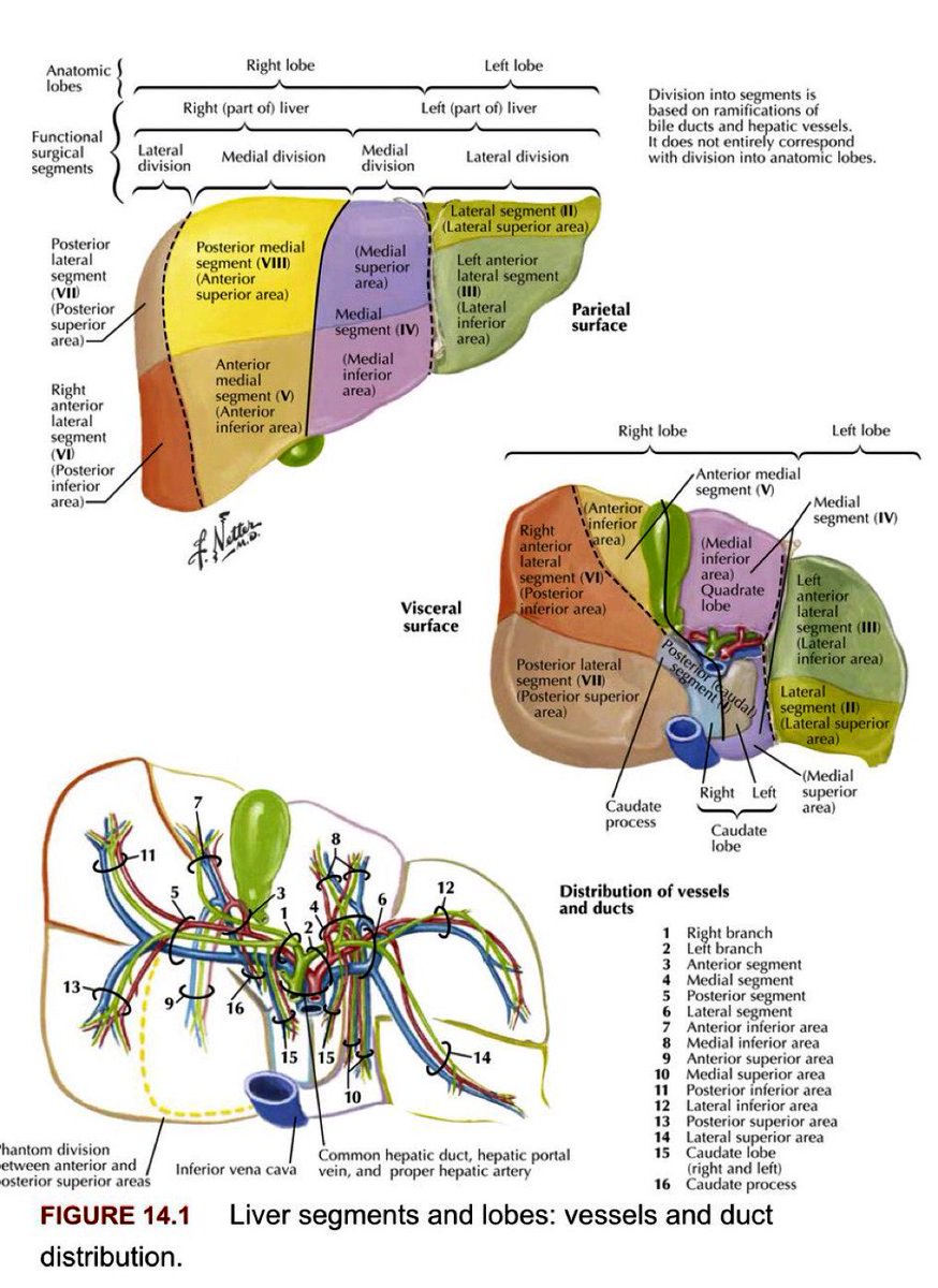 Liver anatomy #liver #anatomy #Meded #medx #FOAMed @NutrioSci