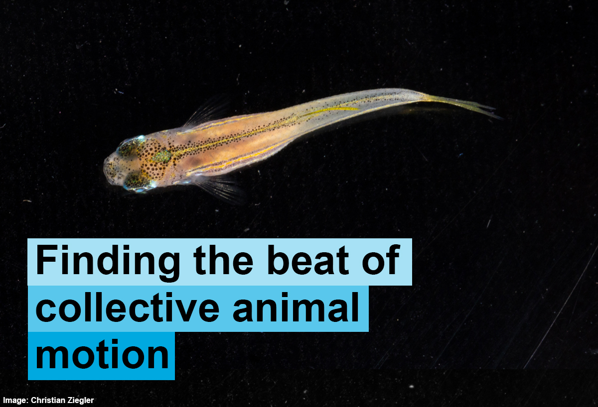 Virtual Reality experiments have illuminated the rhythmic glue that could keep animals moving in synchrony. Full story: t1p.de/jjuwz #UniKonstanz @CBehav @MPI_animalbehav @icouzin