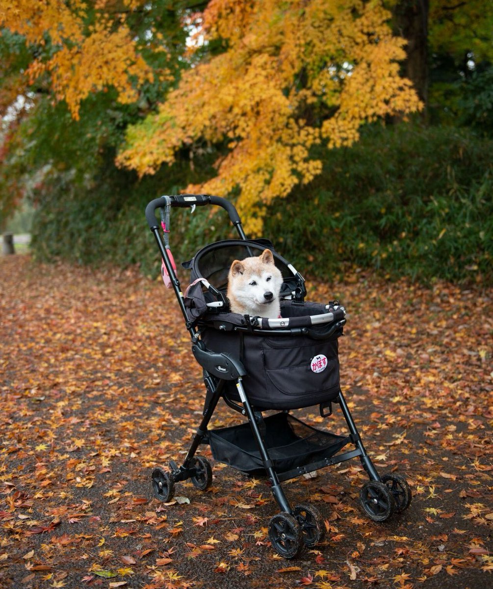 BillyM2k's tweet image. kabosu will live on forever in our hearts ❤️