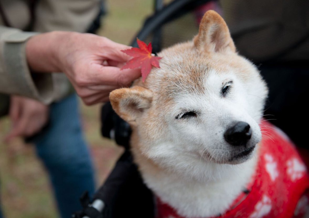 BillyM2k's tweet image. kabosu will live on forever in our hearts ❤️