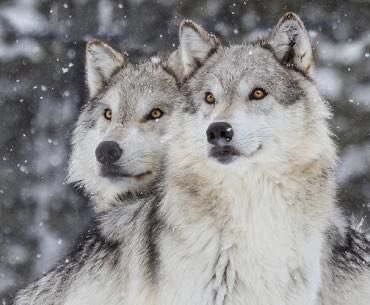 WOLF LOVERS (@wolfrescues22) on Twitter photo 2024-05-24 14:57:22