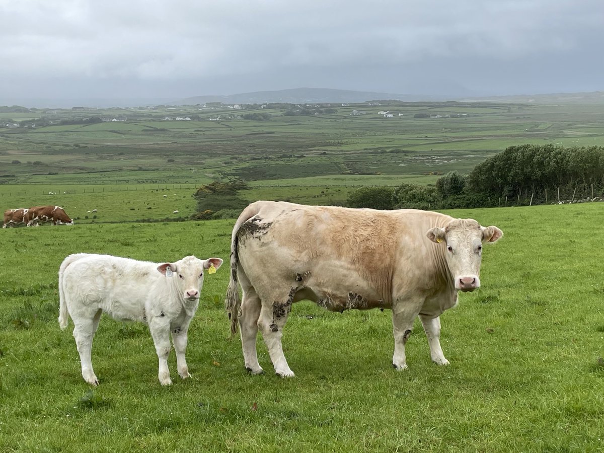 Mamma & her baby keeping a close watch on us as we passed by, a misty Cnoc Fola in the distance. ⁦@welovedonegal⁩ ⁦@ThePhotoHour⁩ ⁦@DiscoverIreland⁩ ⁦@govisitdonegal⁩