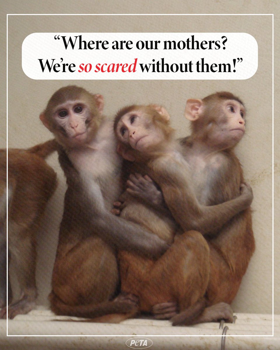 At the Oregon National Primate Research Center, baby monkeys were deliberately ripped from their mothers’ arms to cause severe psychological trauma 💔 Experimenters killed most—if not all of the babies at just 13 months old 😞 Help stop this! peta.vg/3w3k