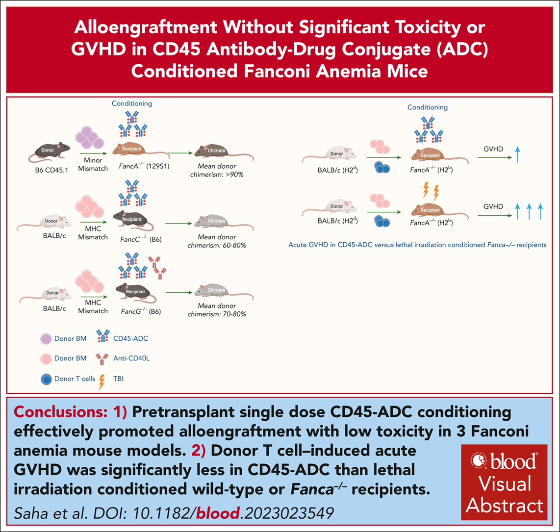 Acute GVHD induced by donor T cells was significantly less in CD45-ADC vs lethal irradiation conditioned wild-type or Fanca−/− recipients. ow.ly/Ywlg50RTHV0 #transplantation #hematopoiesisandstemcells