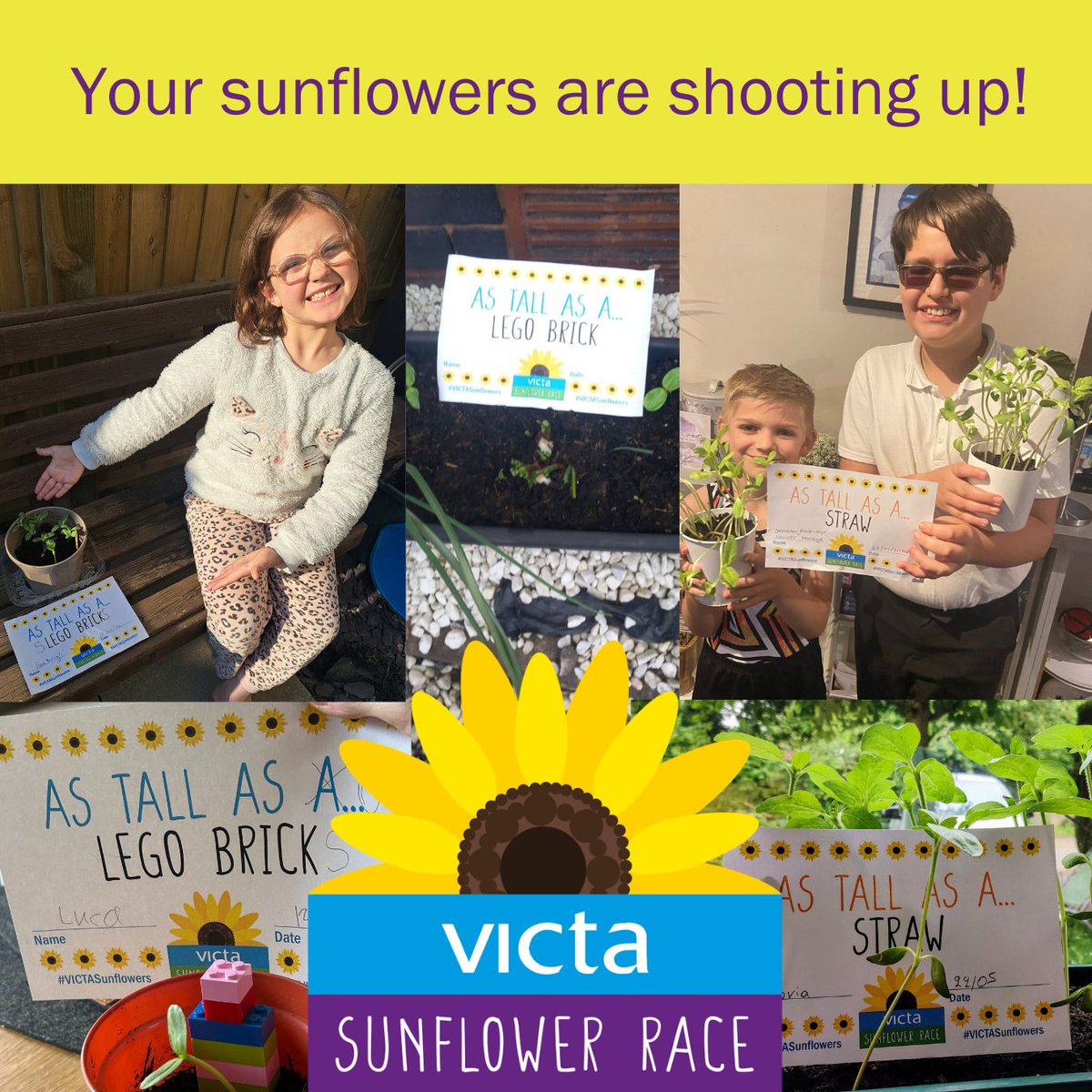 Wow! Congratulations to our sunflower race growers - your sunflowers have been really shooting up! Don't forget to share your photos to enter the race and view our sunflower gallery so far here: victa.org.uk/victa-sunflowe… #VICTASunflowers