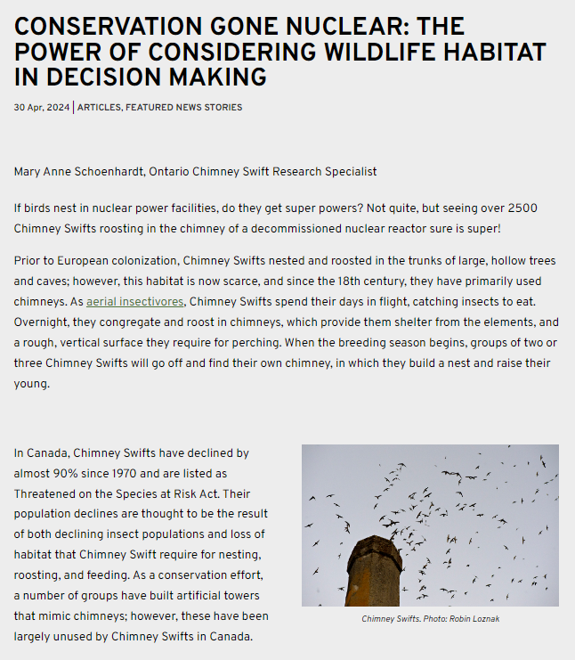 BirdsCanada_ON's tweet image. Nuclear Power Swifts
If birds nest in nuclear power facilities, do they get superpowers? Not quite, but seeing over 2500 Chimney Swifts roosting in the chimney of a decommissioned nuclear reactor sure is super! LEARN MORE: birdscanada.org/conservation-g… #Rolphton #Ontario #SwiftWatch