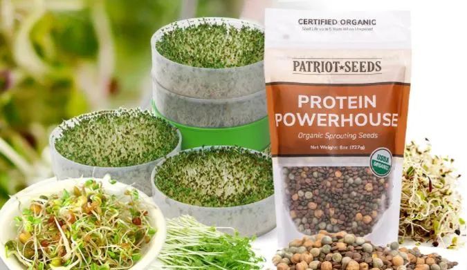 Sprouting Seeds & Micro-Greens buff.ly/3EHH4OV Organic sprouts microgreens are potent sources of many vitamins, minerals, amino acids, and compounds and enzymes. Sprouts grow in 3-5 days. Add greens and seed sprouting trays to your preps. Or for daily meal use.