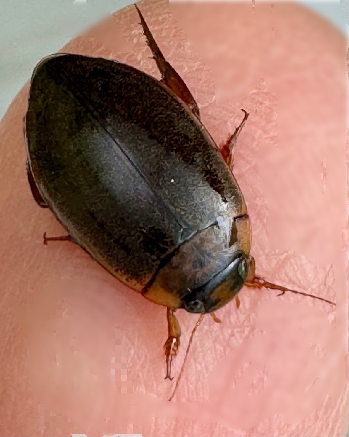 オイカワ丸 on X: 