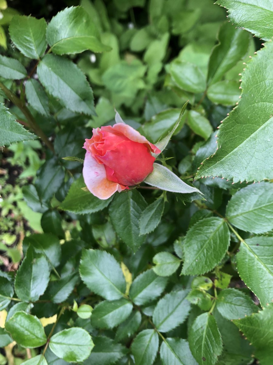 First Elizabeth von Arnim roses if the year 🌸