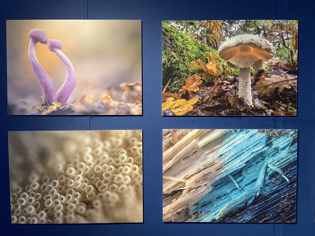 miner2major's tweet image. Our new exhibitions 'Through the Lens' opens at Mansfield Museum tomorrow! 📷
This time it's all about the the fascinating world of fungi and features stunning digital creations from photographer @alexhydephoto and artist Katja Hoc 🍄
Find out more: mansfield.gov.uk/museum/exhibit…