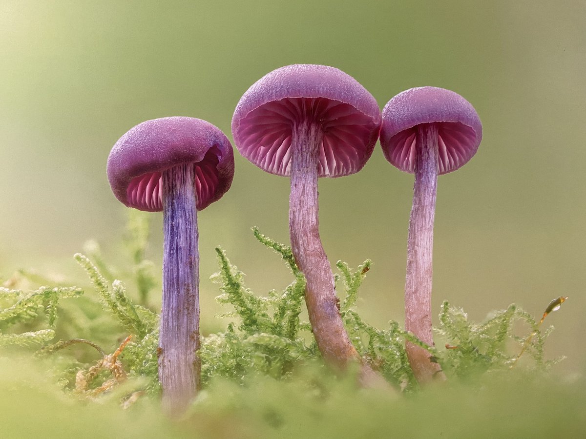 miner2major's tweet image. Our new exhibitions 'Through the Lens' opens at Mansfield Museum tomorrow! 📷
This time it's all about the the fascinating world of fungi and features stunning digital creations from photographer @alexhydephoto and artist Katja Hoc 🍄
Find out more: mansfield.gov.uk/museum/exhibit…