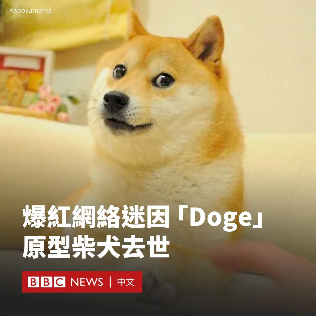 网络迷因Doge背后的原型柴犬“Kabosu”周五（5月24日）在日本去世。  以这只雌性柴犬为灵感的表情包和梗图火遍全球，她还成为加密货币狗狗币（Dogecoin）的代言人。  她生前患有白血病和肝病，其主人佐藤敦子在社交媒体宣布了她去世的消息。Kabosu的真实生日不为人知，佐藤 ...