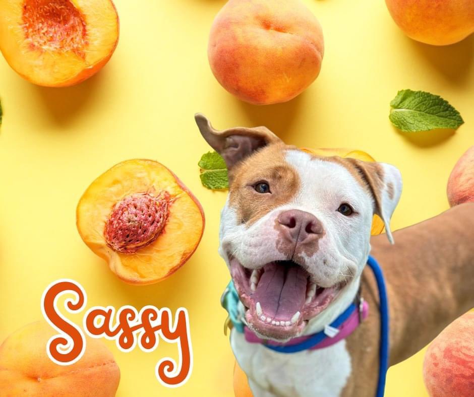Starts today! #Adopt a pup from our fruit salad for $21! 
Walk-ups are welcome 11 am-3 pm today, Saturday and Sunday! 

These are just a few of the sweet pups who are all scrumptious and ready to go home!

To see all adoptable dogs, visit tinyurl.com/meetacitydog.